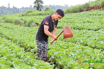 云南陸良縣：山地蔬菜助農增收 ()