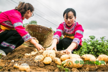 貴州大方：馬鈴薯喜獲豐收 ()