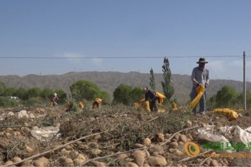 張掖肅南馬鈴薯種植基地收獲忙 ()