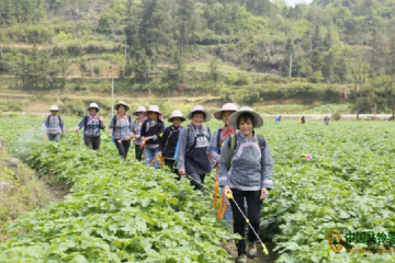 貴州荔波：土豆帶來(lái)財(cái)富路 ()