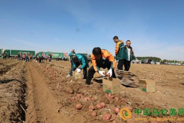 “后旗紅”馬鈴薯搭郵政綠色快車銷全國 ()