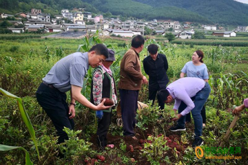 寧蒗：與上海楊浦商貿(mào)集團達成了100噸馬鈴薯的訂購協(xié)議 ()