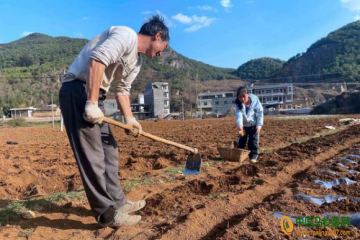 威寧：早熟馬鈴薯種植促農增收 ()