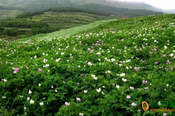 邵通：6000畝馬鈴薯花開甚為壯觀 ()