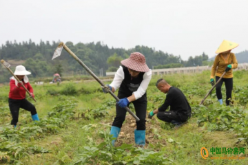 錦屏縣：馬鈴薯種植“冬閑田”促增收 ()