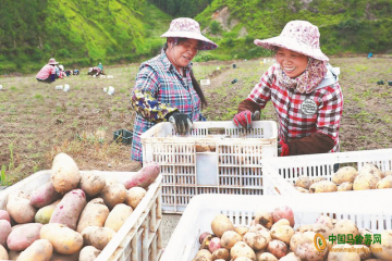 周寧縣：“小土豆”開啟致富門 ()