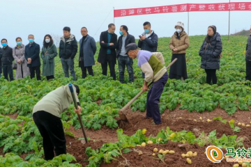 自貢沿灘區(qū)召開秋馬鈴薯測產(chǎn)現(xiàn)場會 ()