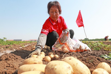 河北玉田：6萬(wàn)余畝馬鈴薯喜獲豐收 ()